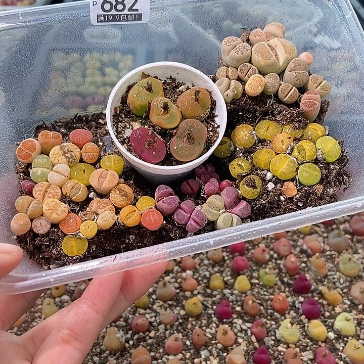 大舅生石花肉锥多肉682