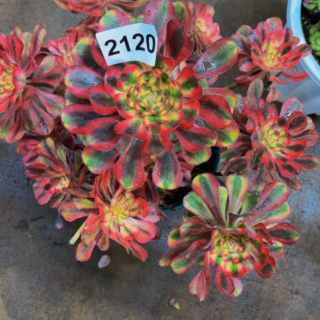 小****2120多肉植物初恋特价不售后