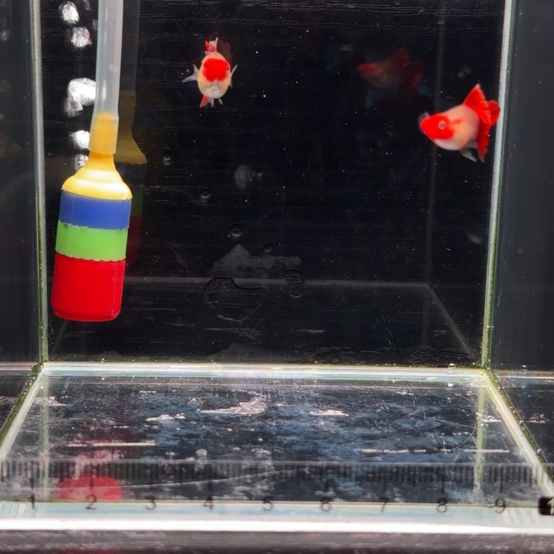 孔雀鱼微瑕红头折扇球1对