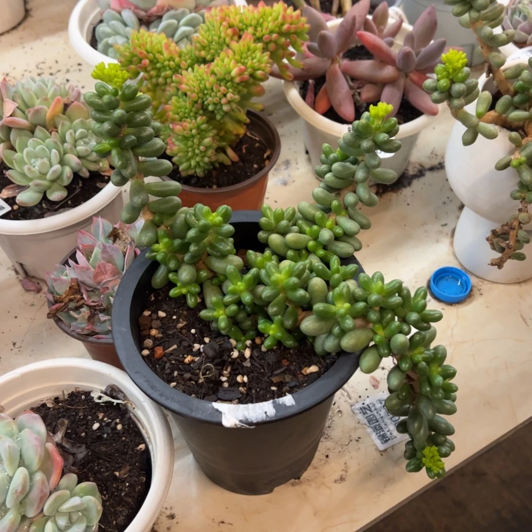 绿龟卵飘枝老桩多肉