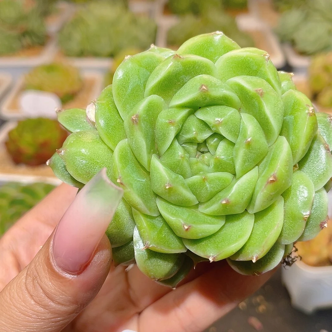 侯****2633翡冷翠晾根7-8天