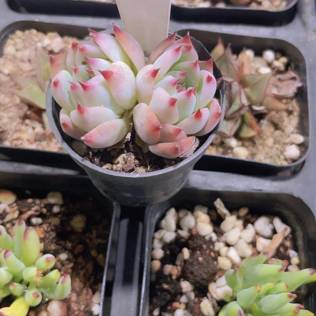 ?****?吉娃娃a049一物一拍