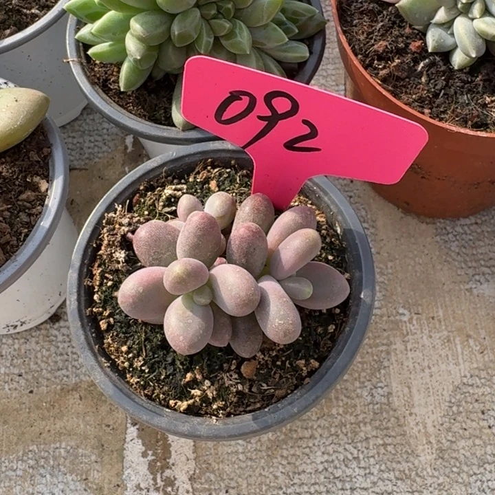 092糖果美人新号福利价