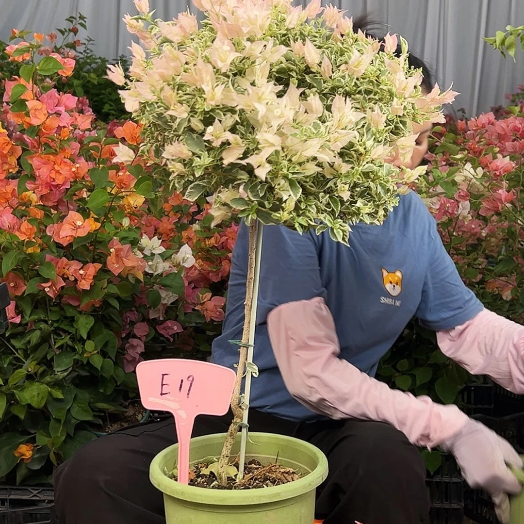 Y***y大部分花苞少量开放E19少女心