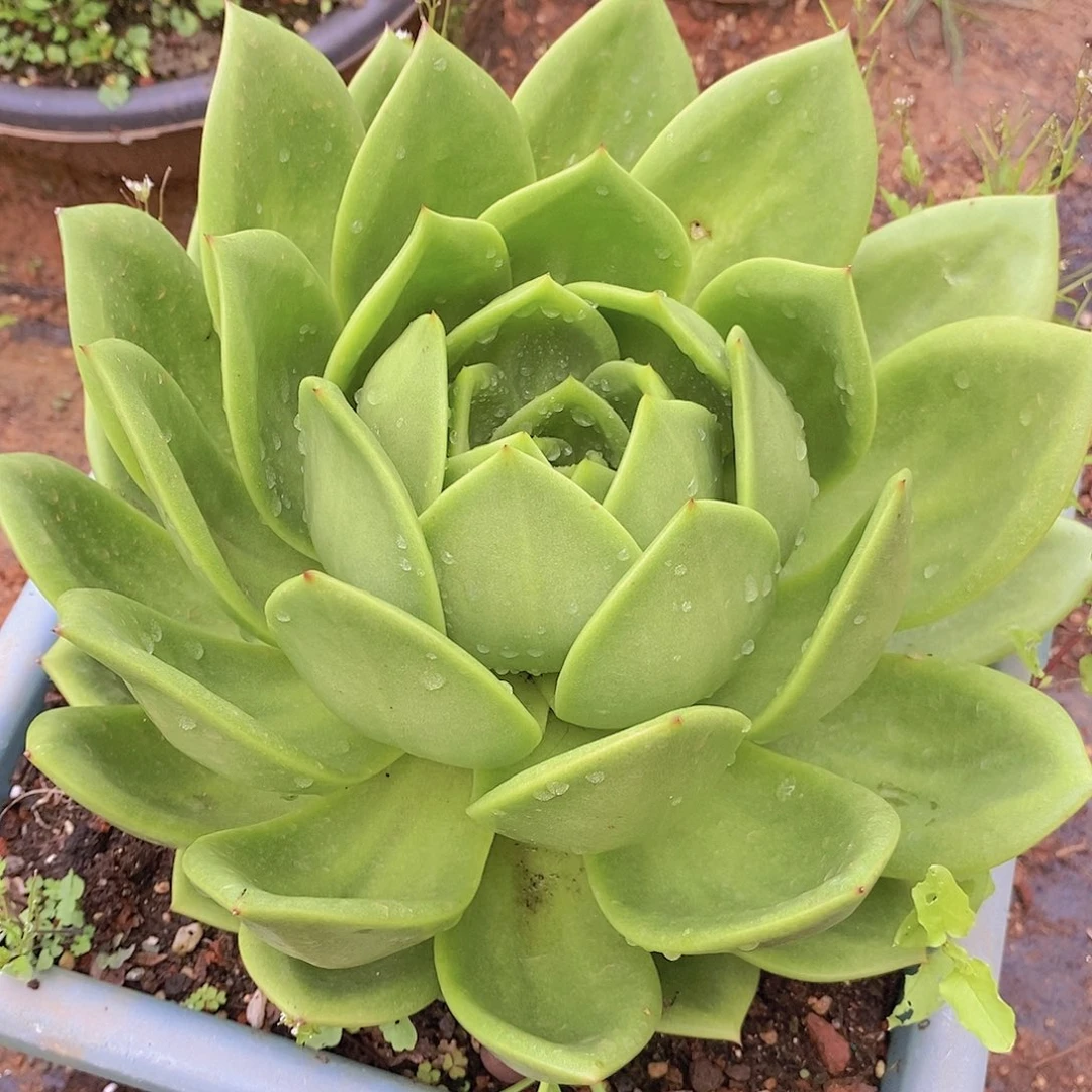 多肉植物翠花翠花