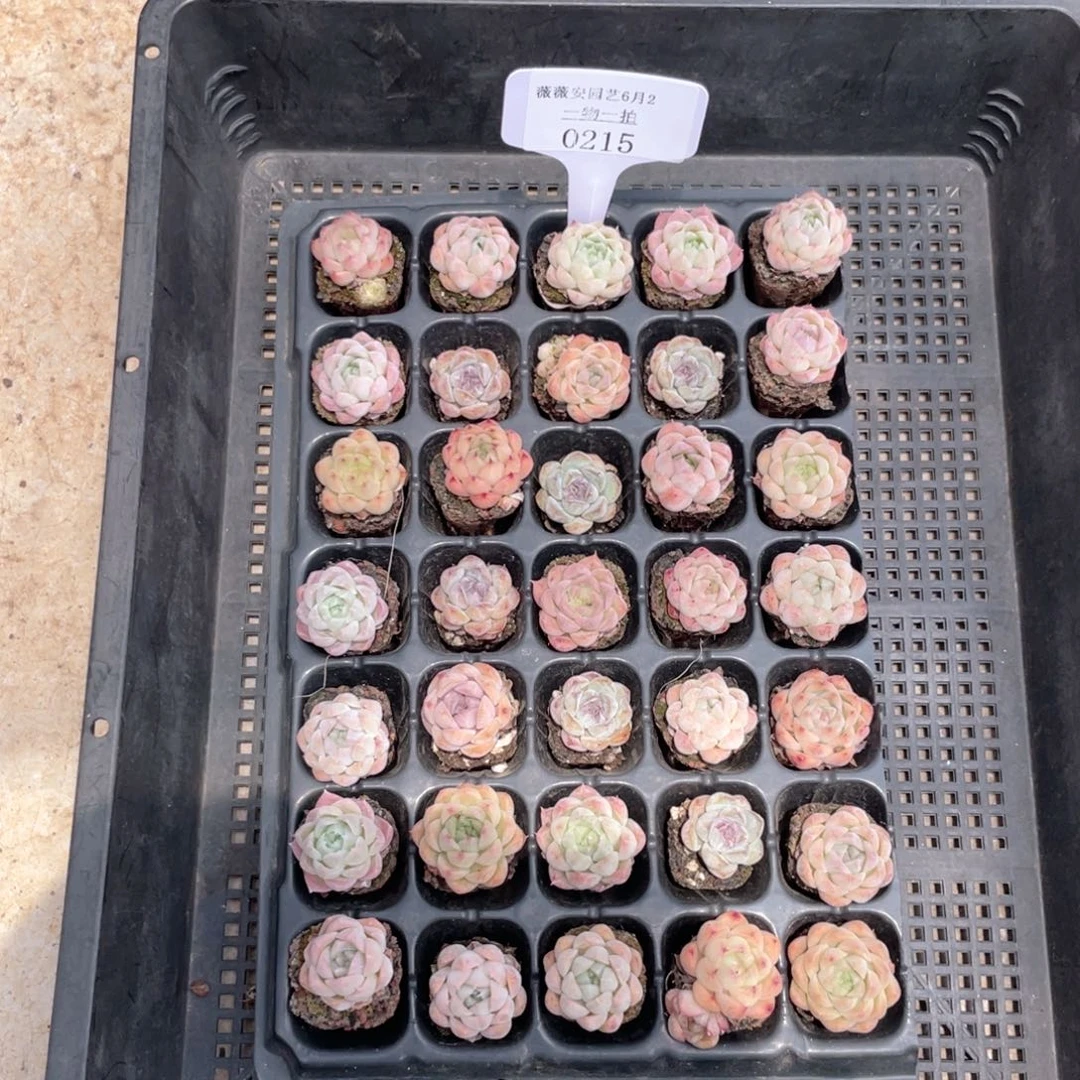 薇薇安园艺多肉0215