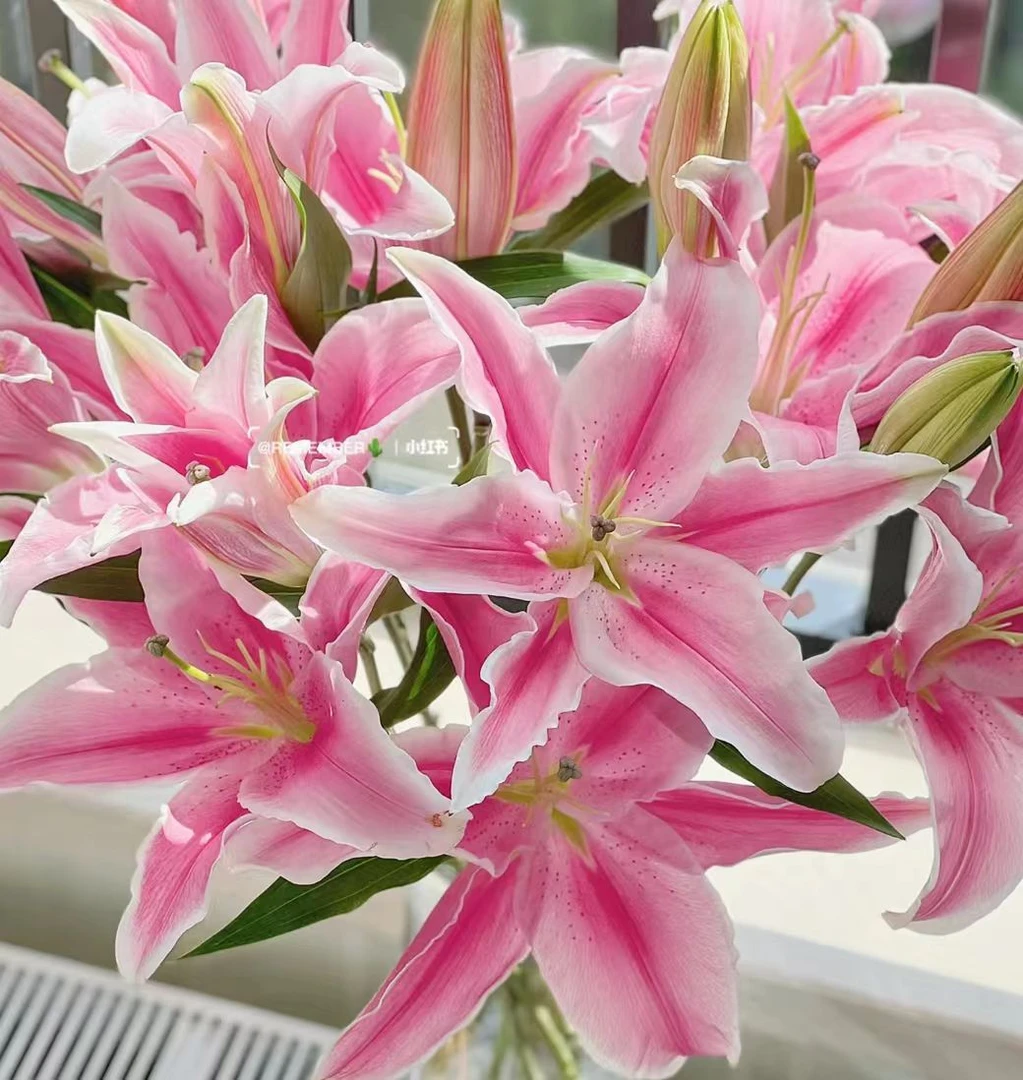 [小王]马龙香水百合--任意两单顺丰包邮