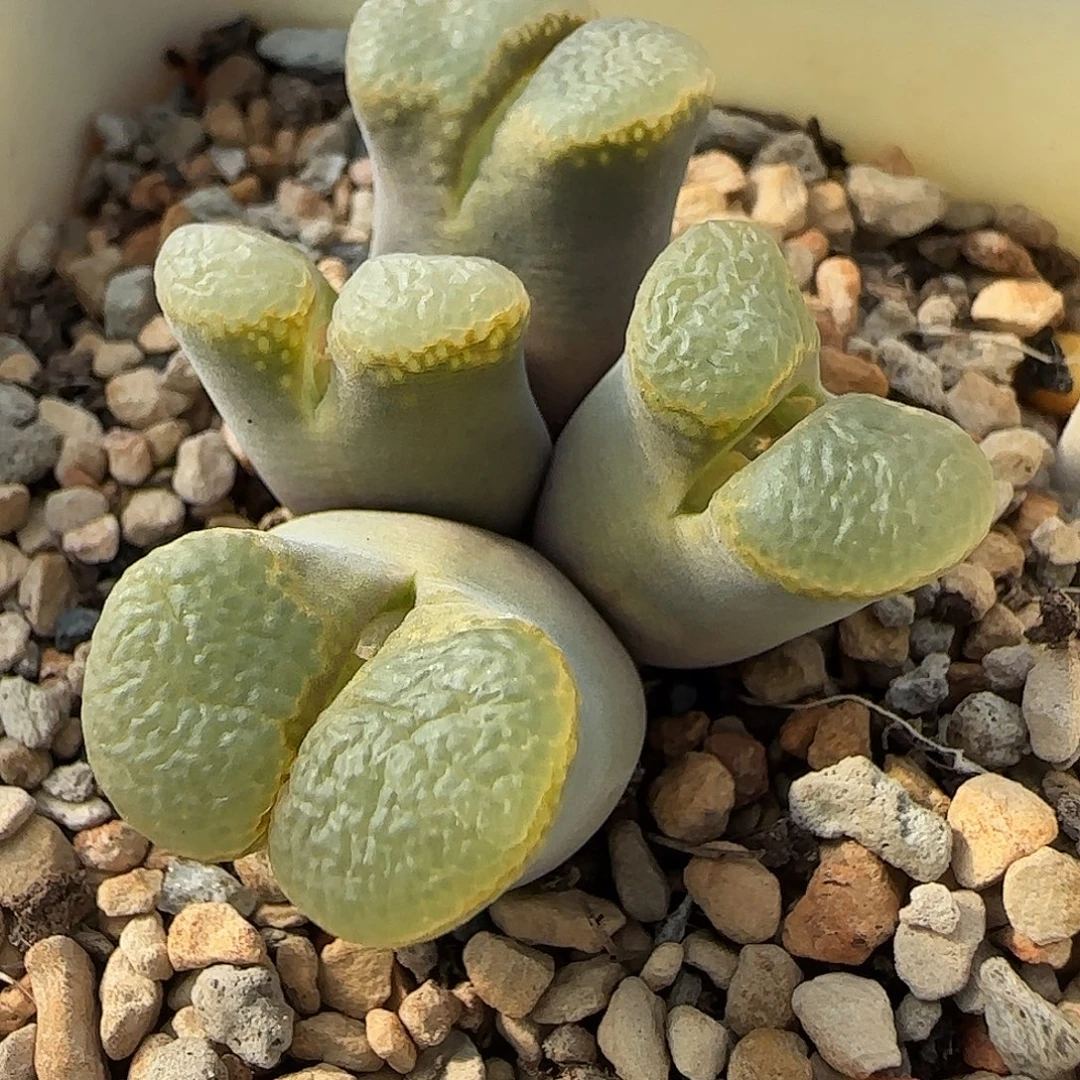 多肉植物母本206号