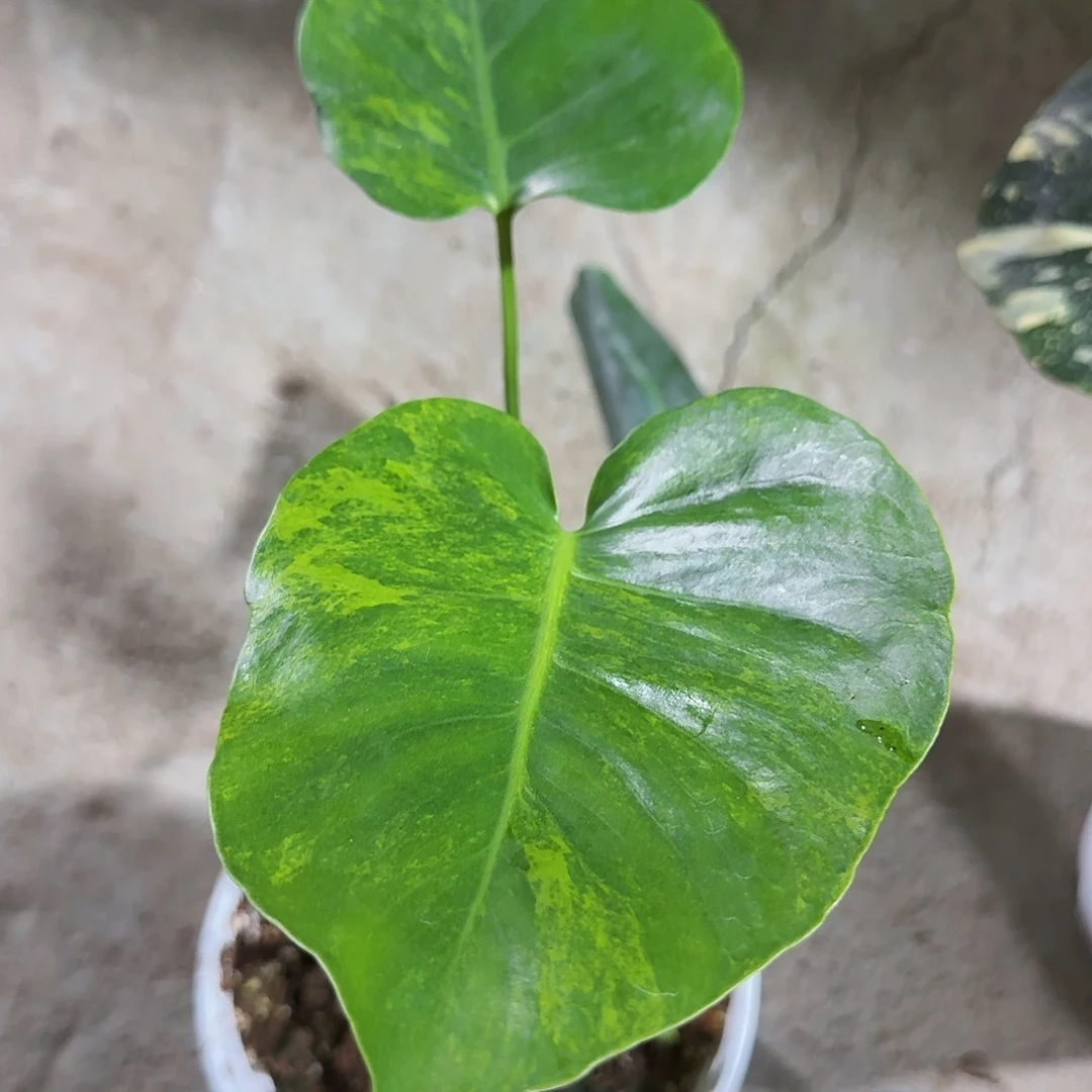 S***班无花朵龟背竹一物一拍