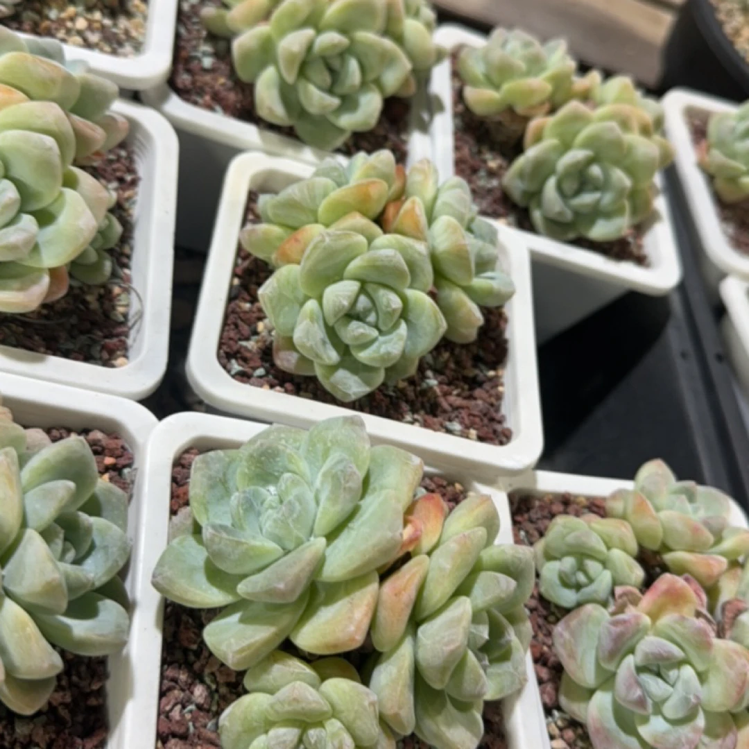 开播福利一单包邮老桩冰玉