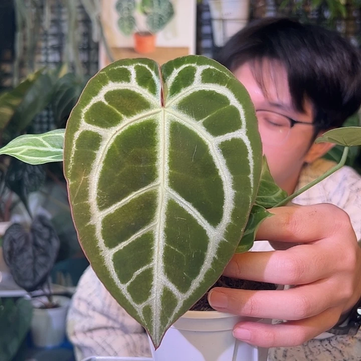 完全开放G1004粉脉绿丝绒