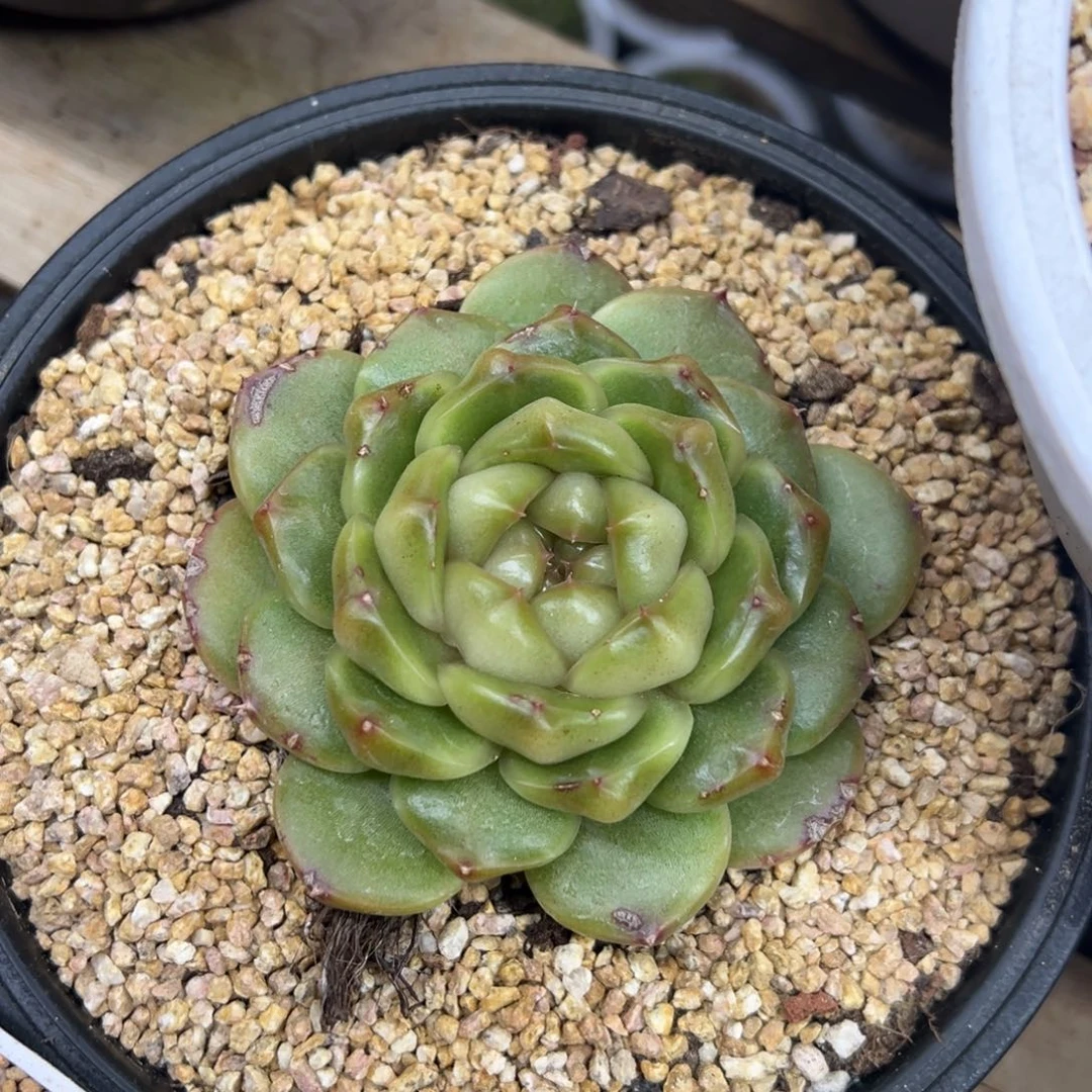 皮埃拉 单头 夏鸣园艺