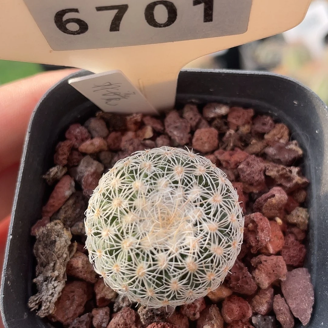 6701 北境实生裸根发货