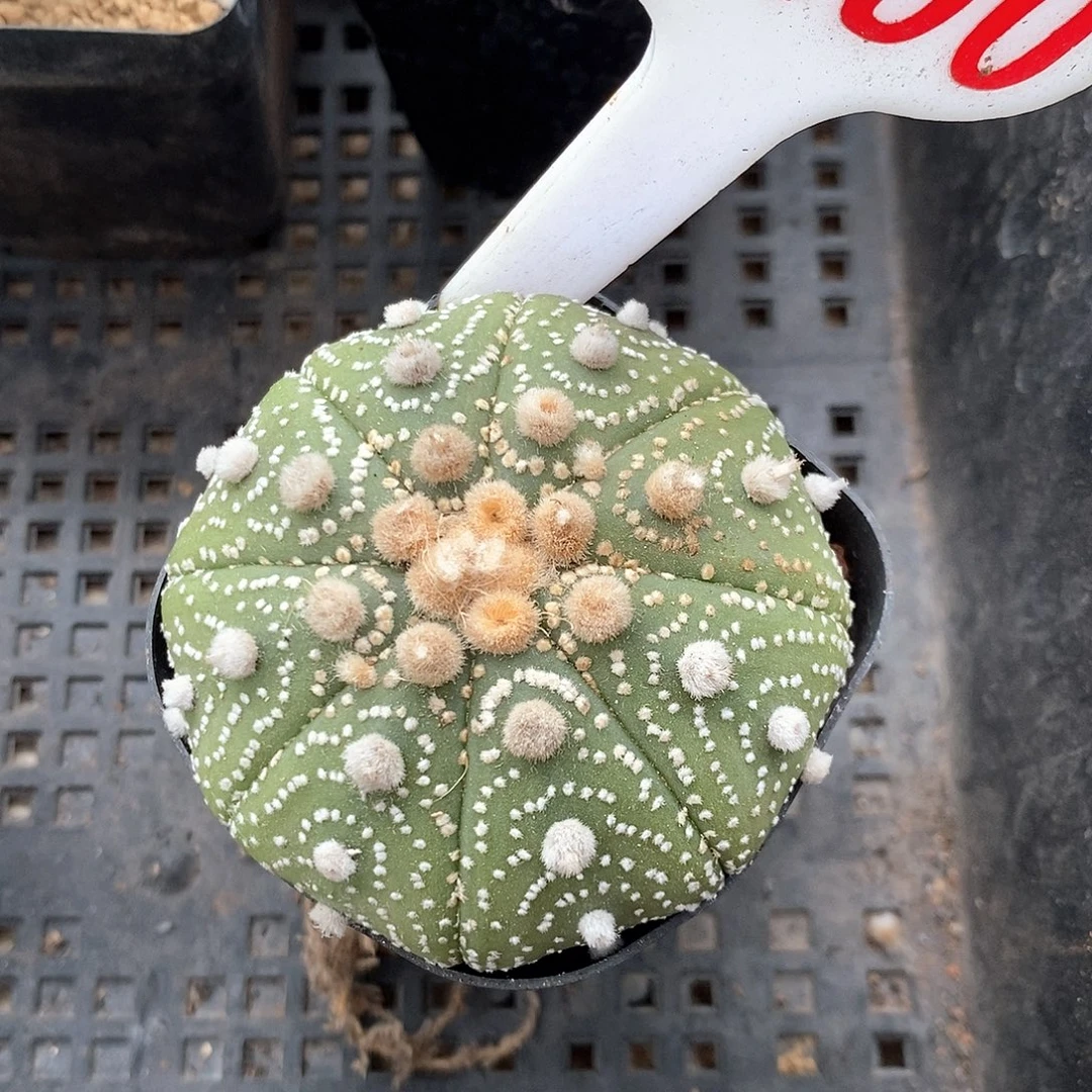 1490泰奇带花园系列产品