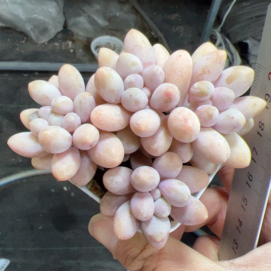 065 满38包邮一物一拍