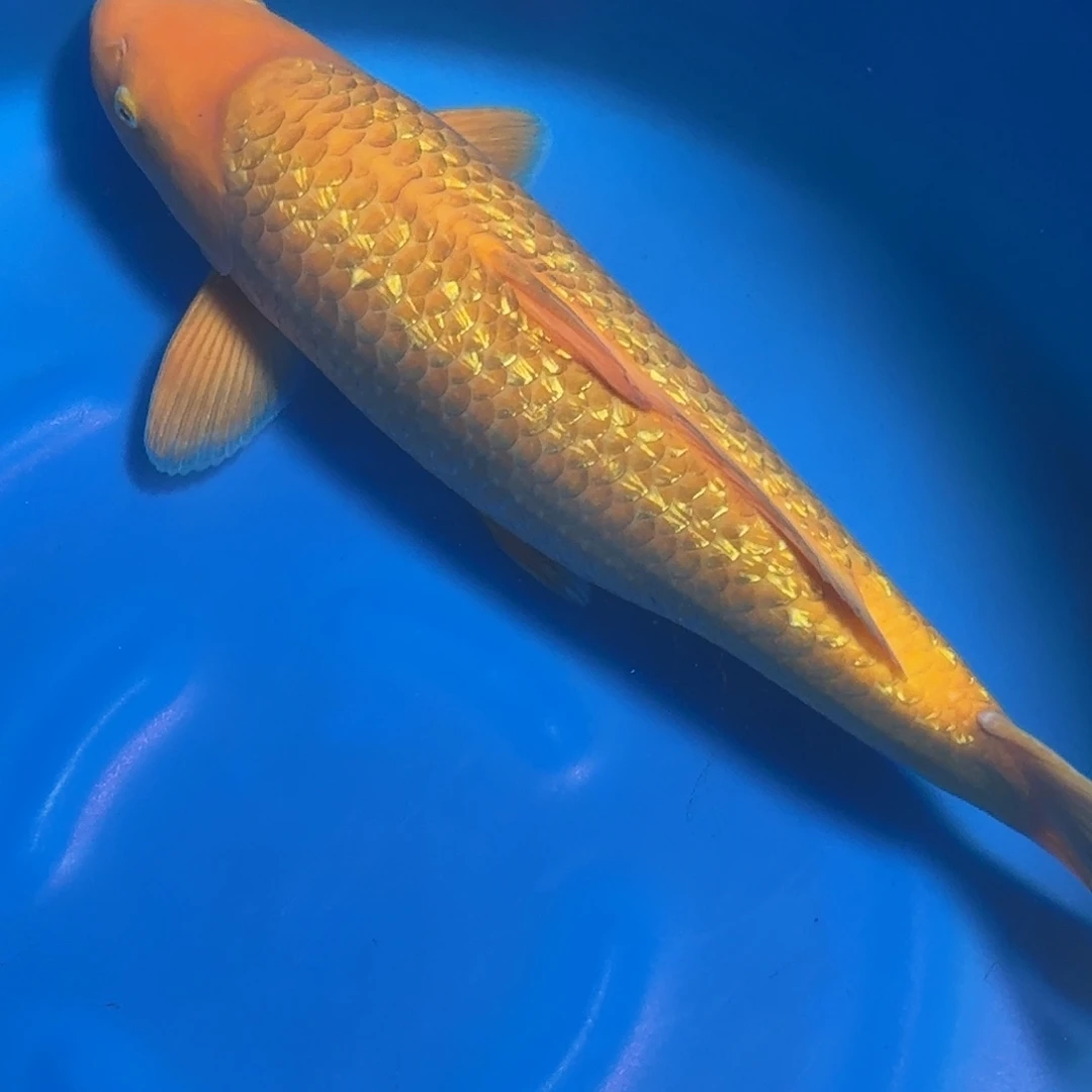 田***锦鲤银麟杀手介子