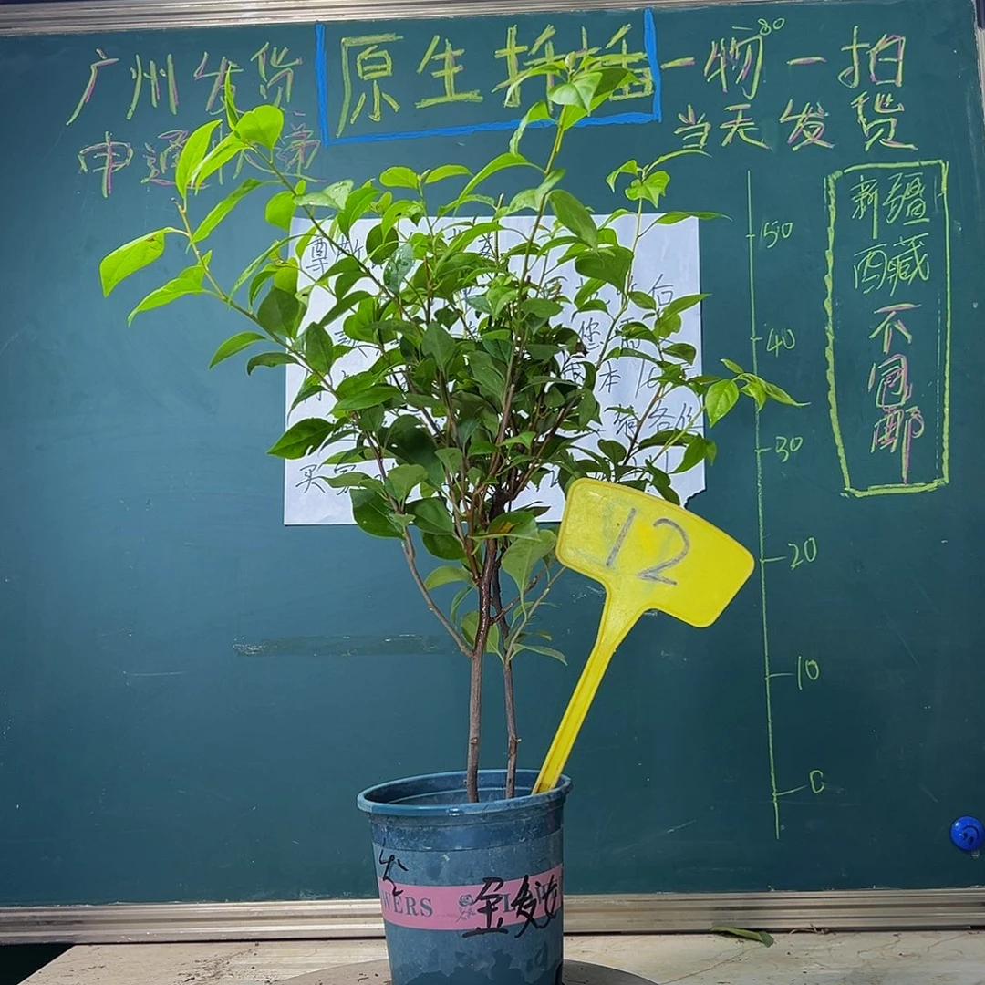 当前无花栽培后可以开花 金发女郎  12