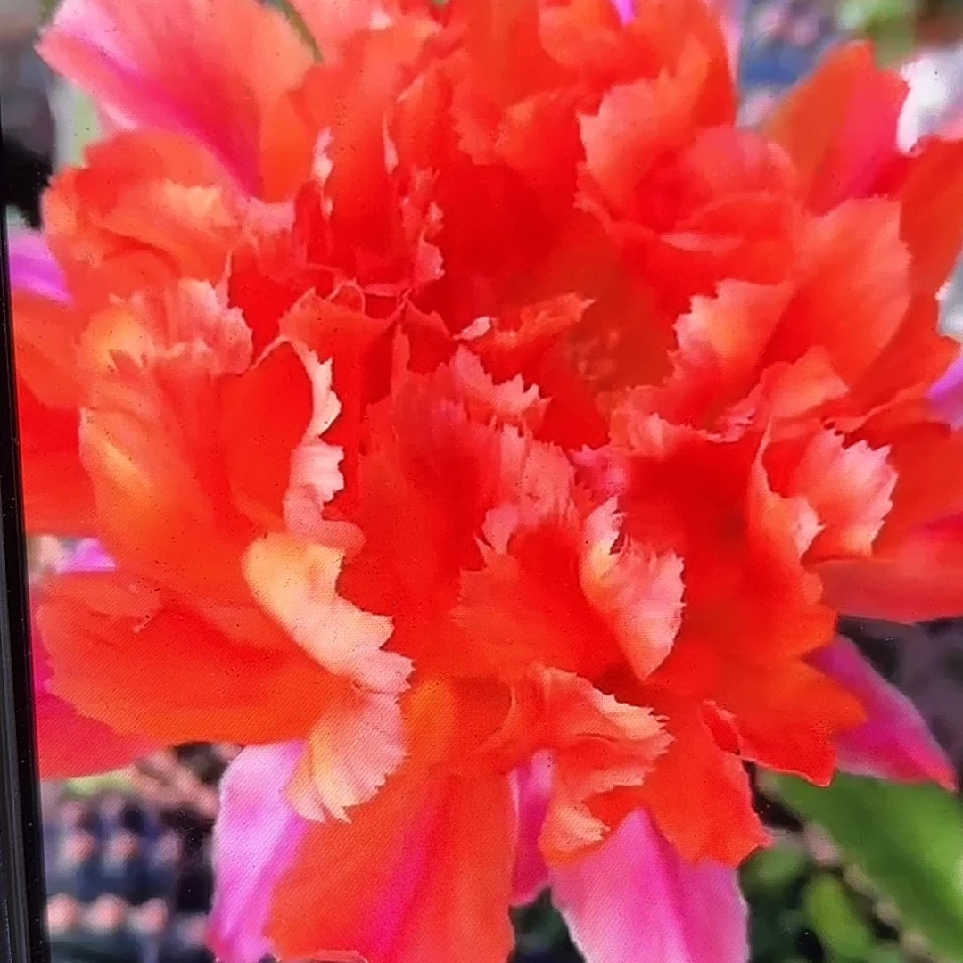 江南13彩侧牙20包邮14