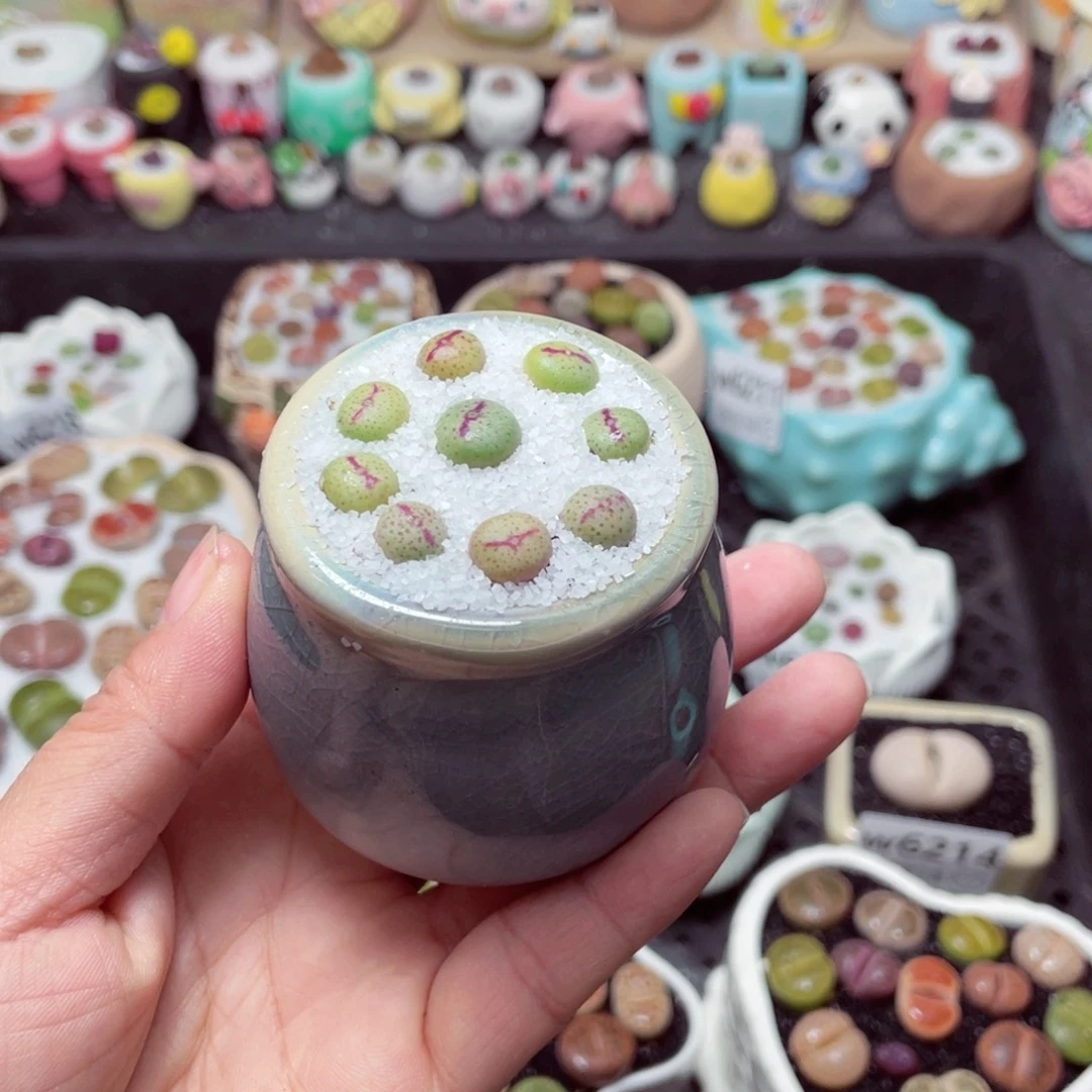 w6219 带盆土发货-零下地区拍保温箱