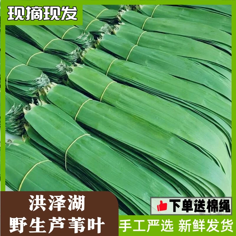 新鲜芦苇叶苏北农家现摘洪泽湖纯天然野生粽叶端午包粽子的叶子