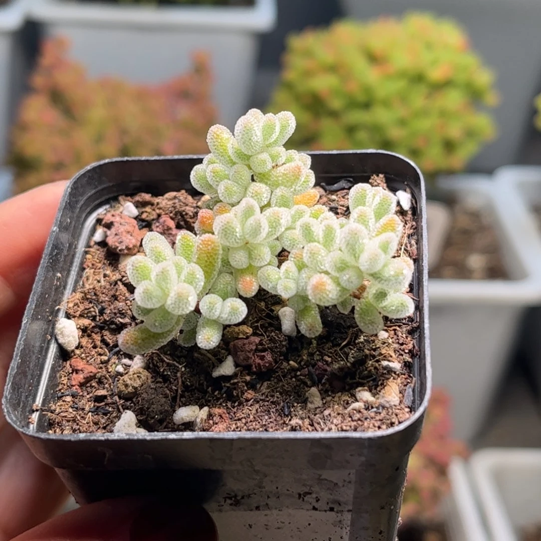 22实生冰晶优选枝干番杏