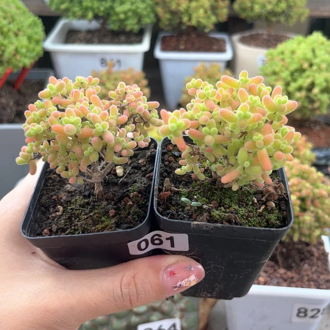 无花朵061蜜桔可爱多肉