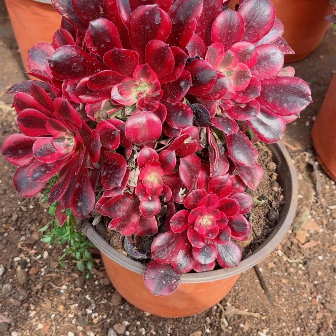 多肉植物470美杜莎