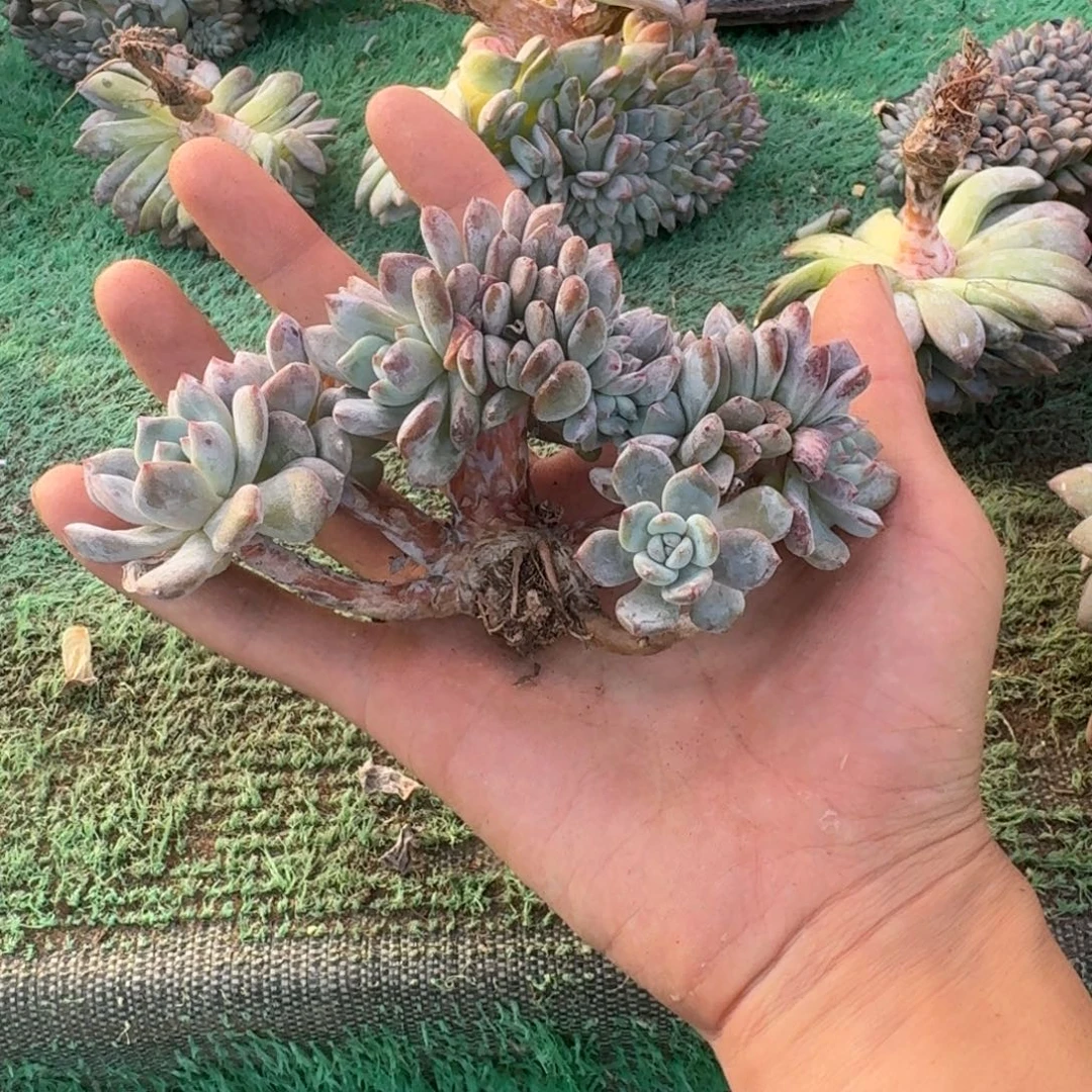 星影树缀无砍多肉