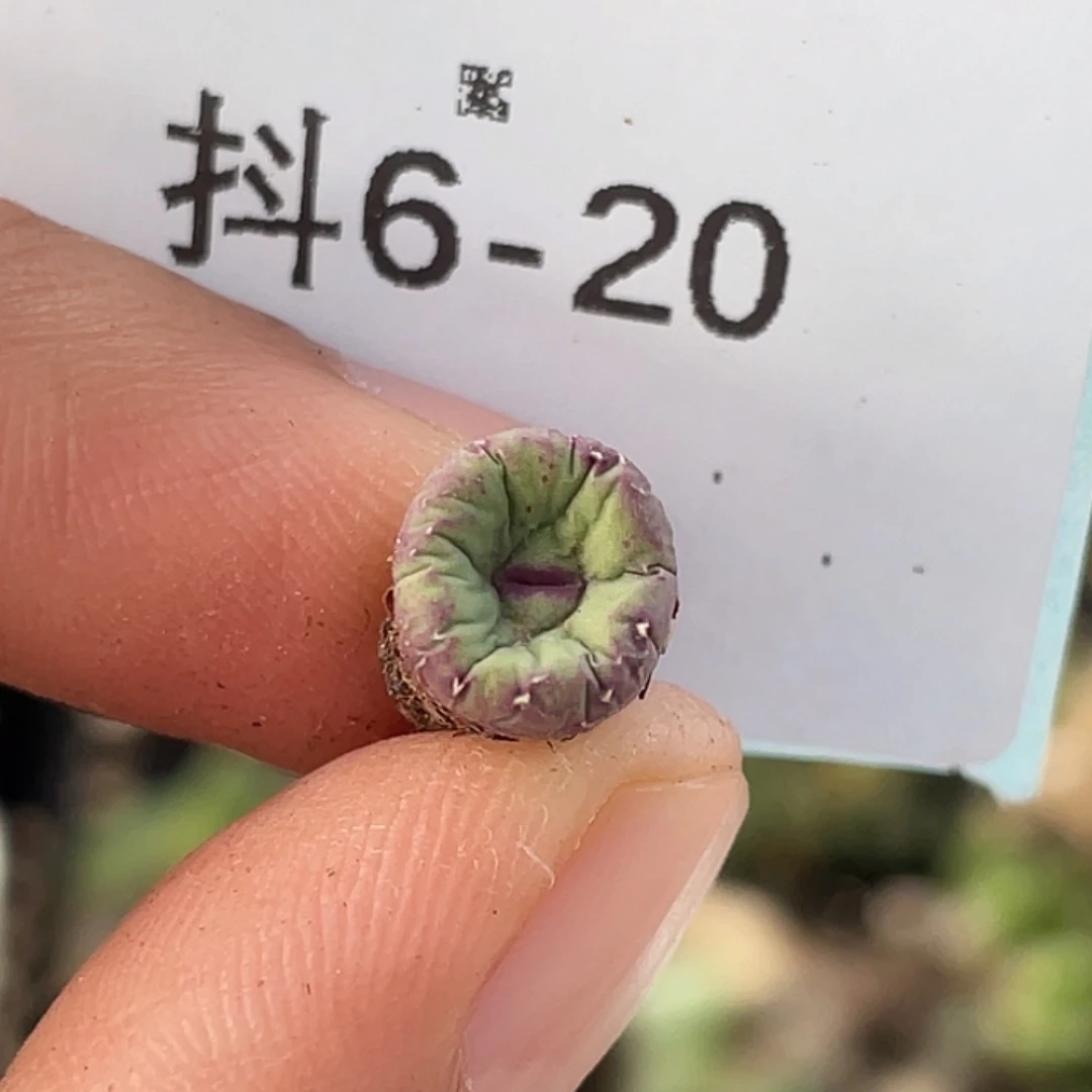 6-20嘴多肉植物肉锥