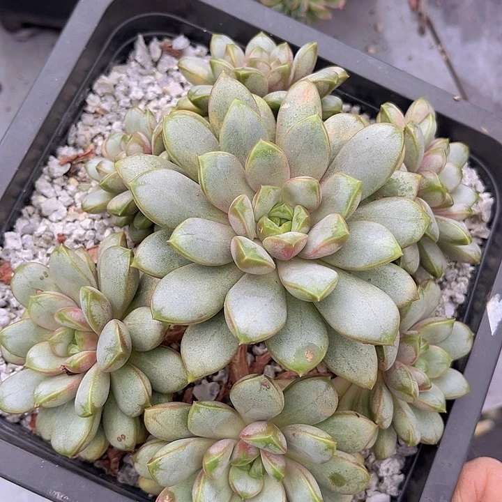 葡萄20150多肉植物