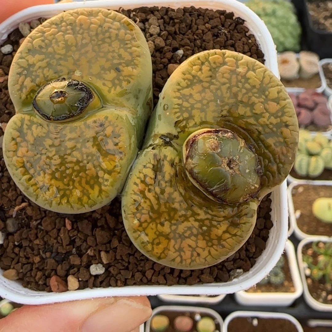 黄日轮多肉植物百科