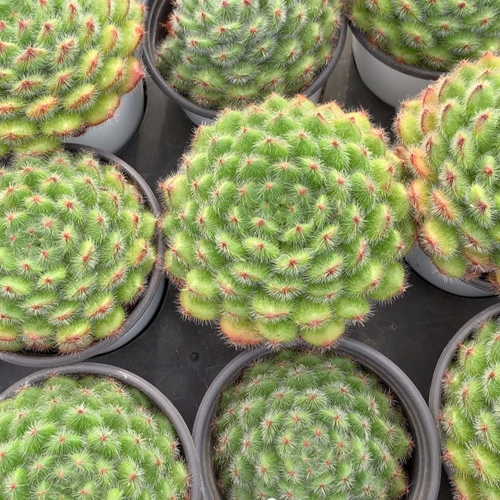 11号下午场，1332量拍一颗