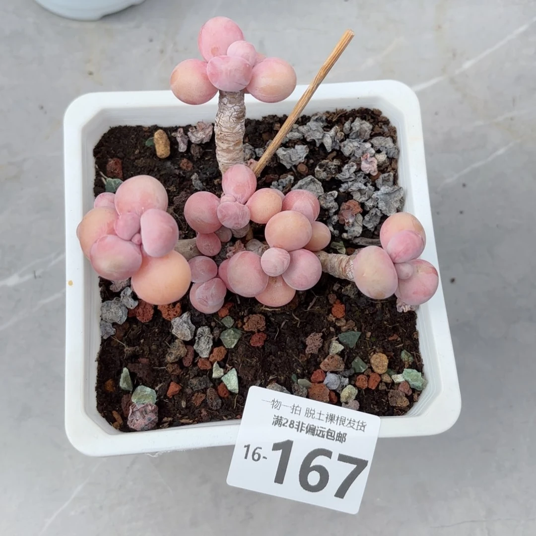 腰子蛋老桩多肉多肉