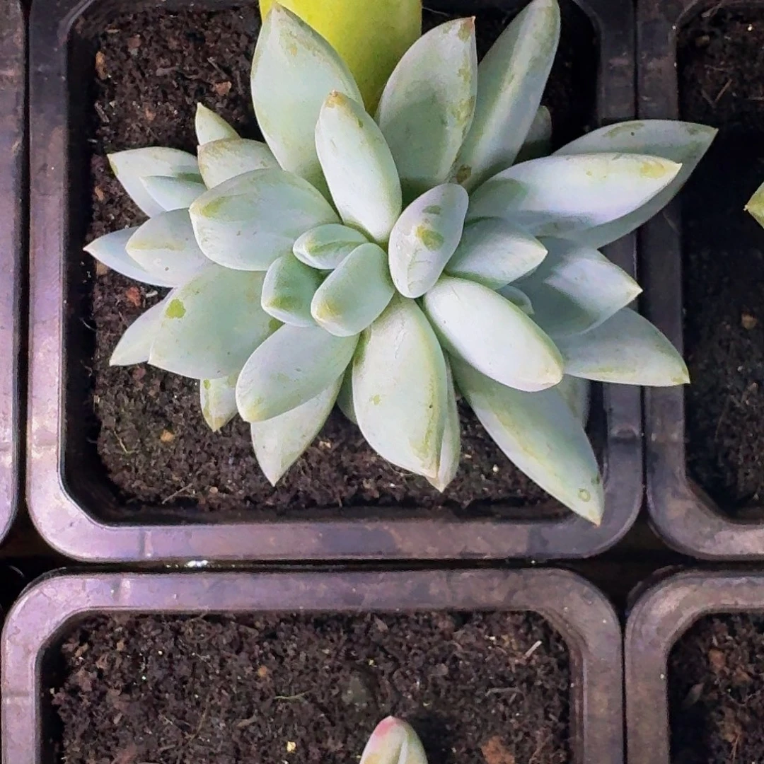 伊丽莎白 3头 一物一拍