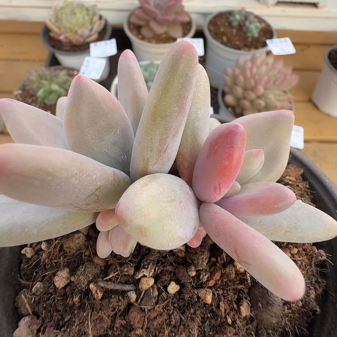 企鹅锦11111104-44