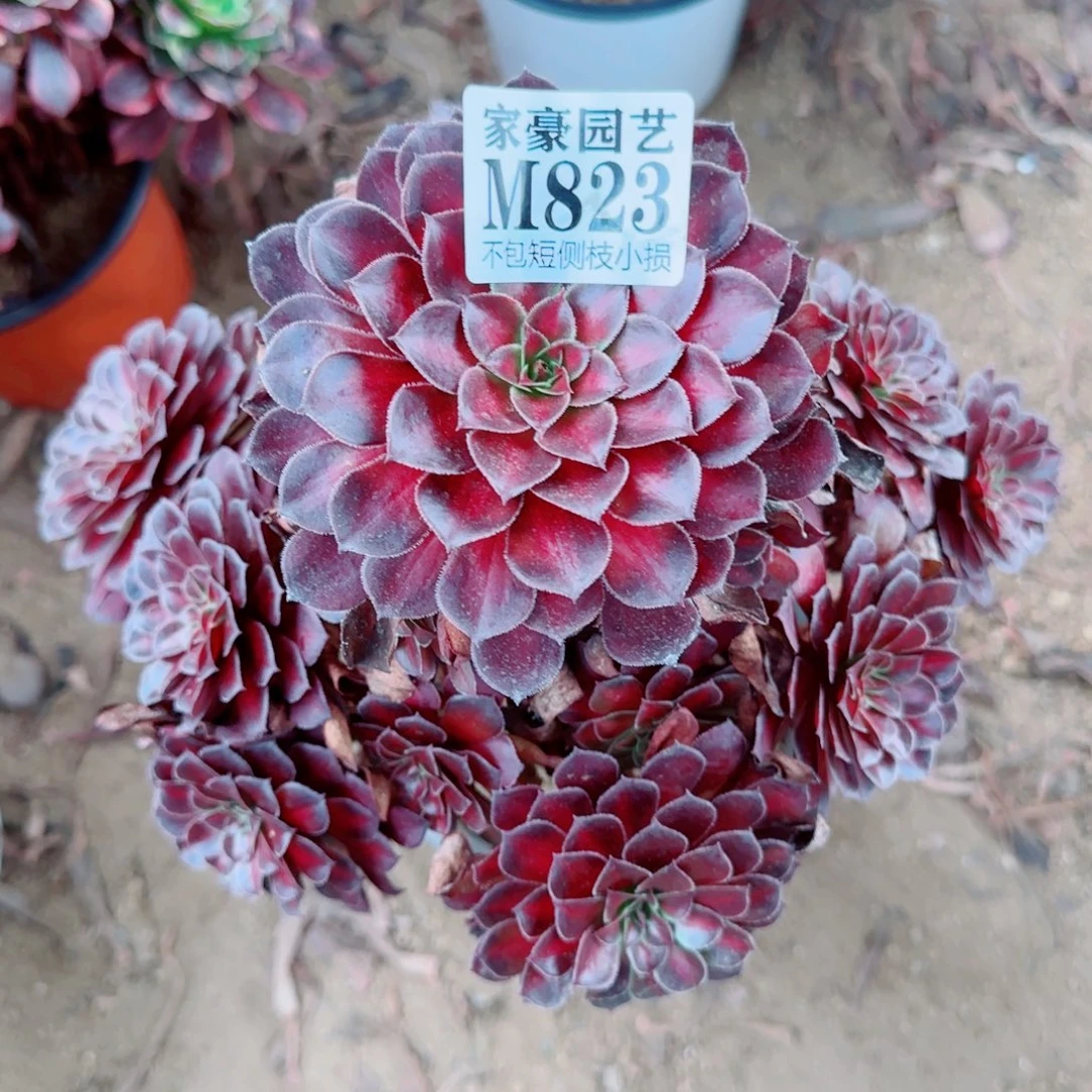 黑同湖斑锦823冠幅20