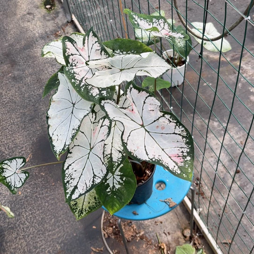 大部分花苞少量开放L**o飞溅