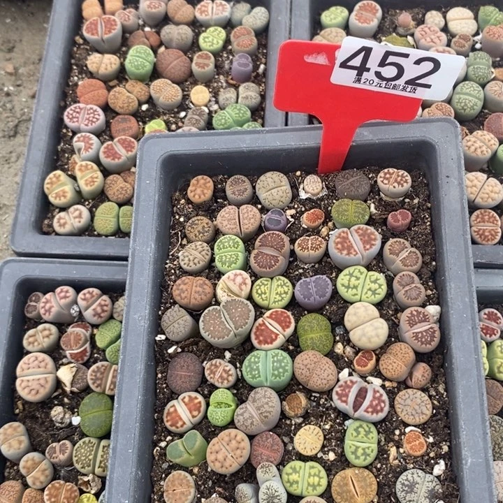 清***雾无花朵生石花小苗452
