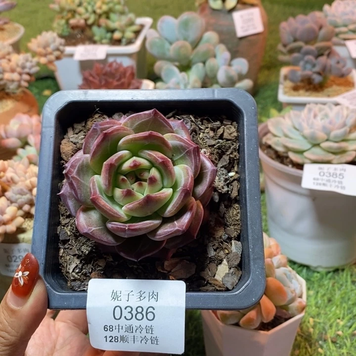 夜魔侠0386满68冷链