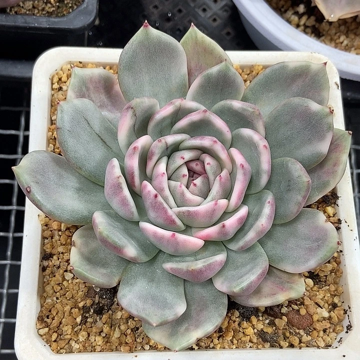 黑玫瑰锦多肉植物