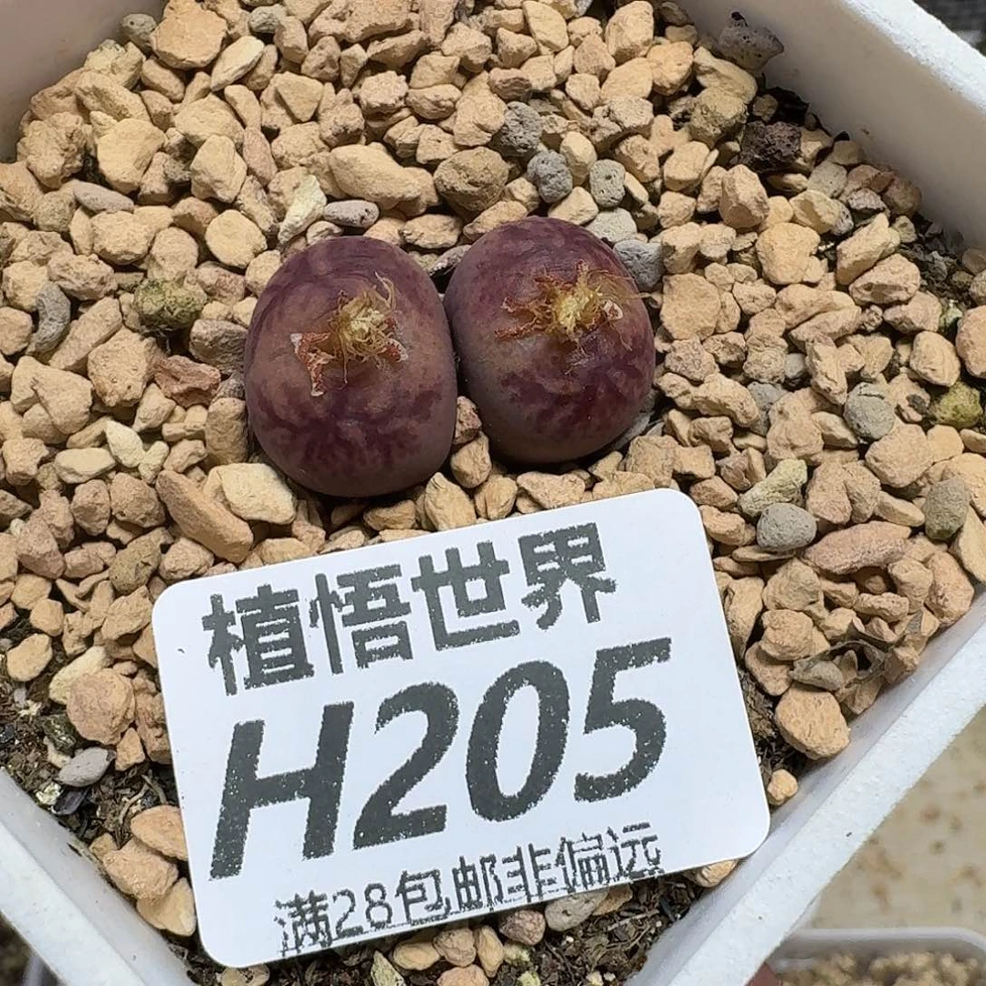 多肉W的润泽的润泽ghj