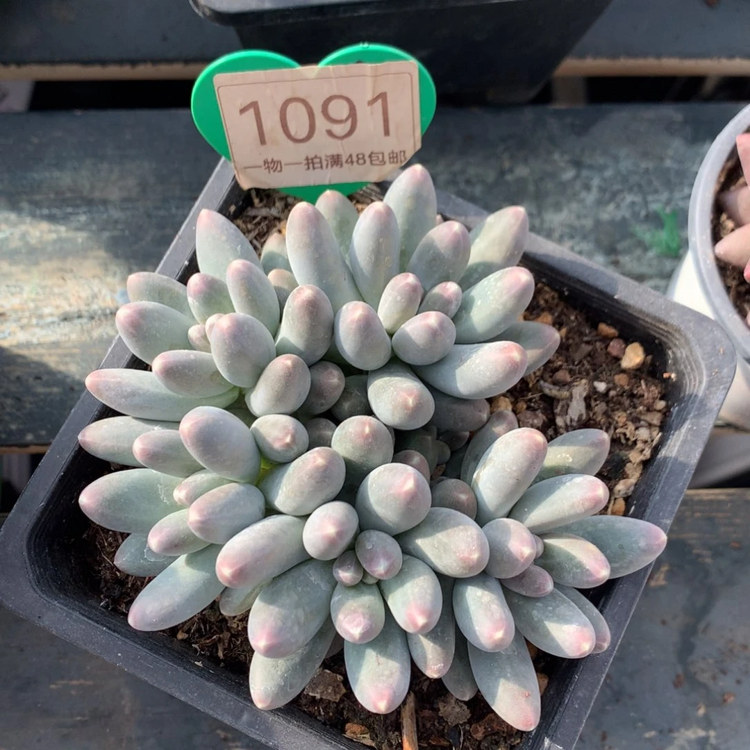 乌拉奶无砍平头1091