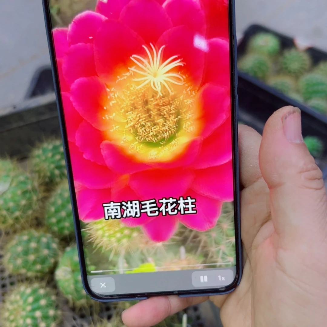 下12毛星火斑点歪无根侧芽3一4公分左右20包邮