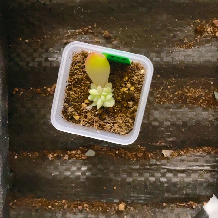 花*猫飘渺三头甜心盆一个满25包邮