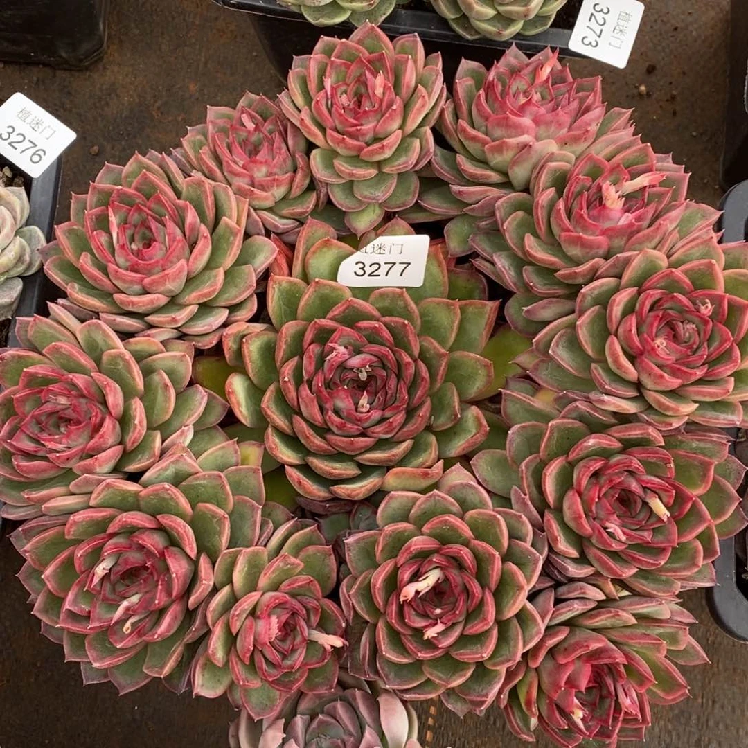 倾***8杂交精品多肉3277