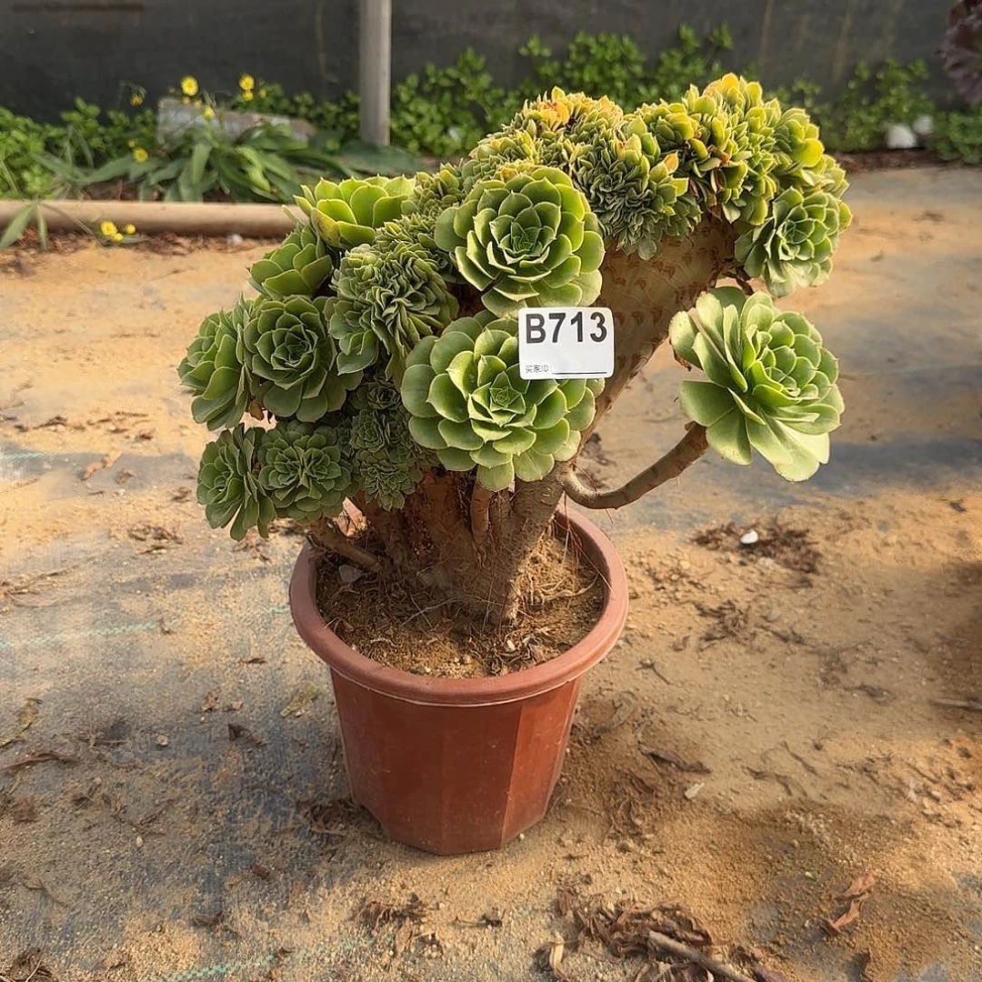 713绿缀朵朵一颗呀呀呀