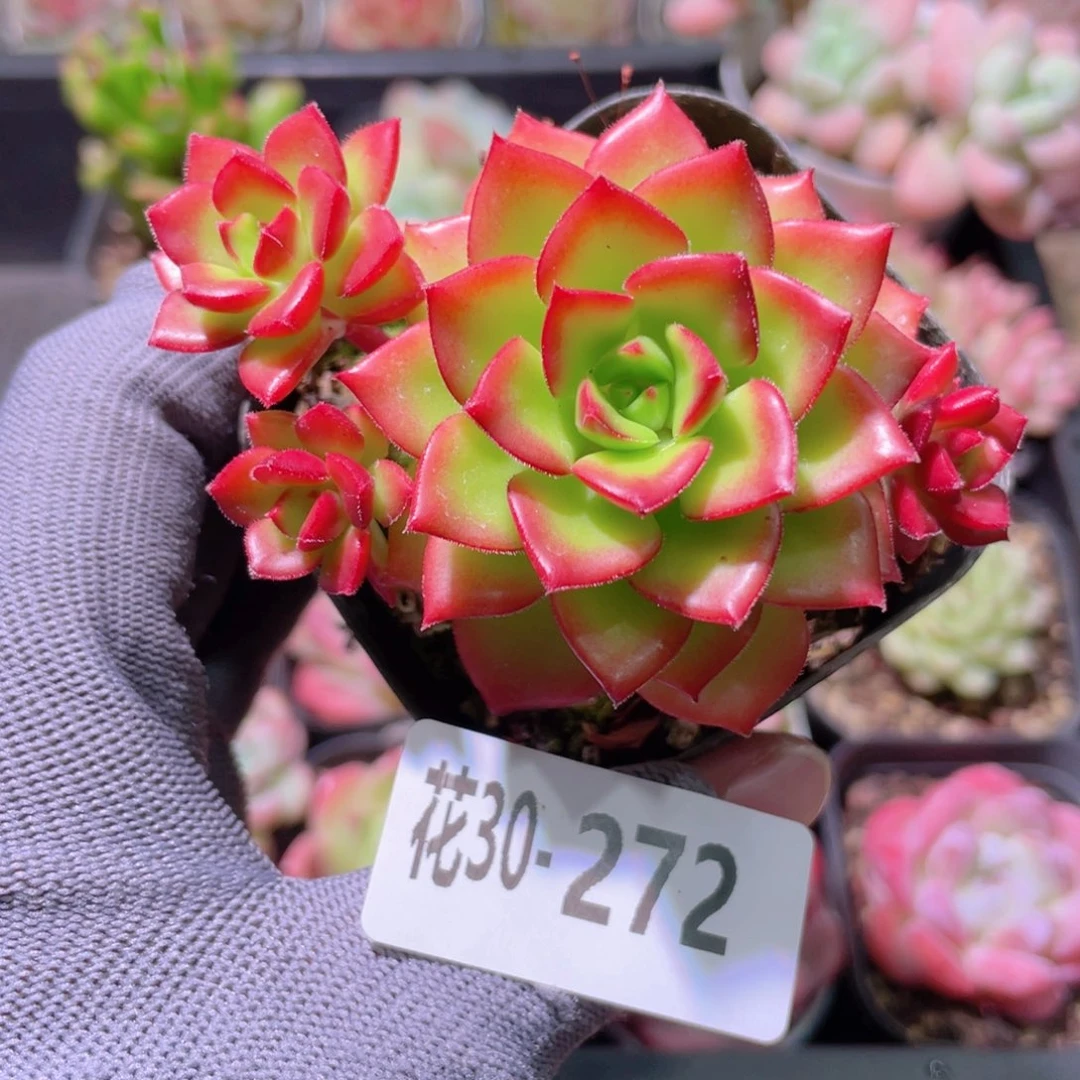 花利美30-272蒂亚