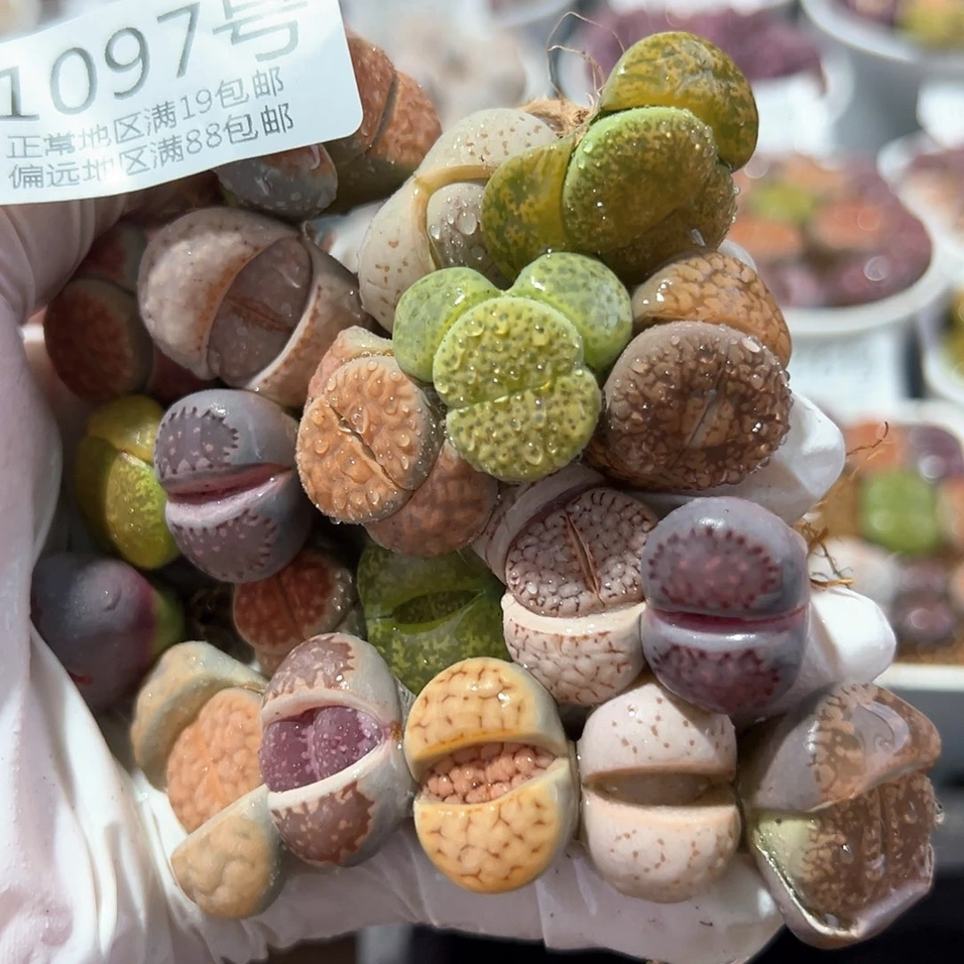 好养易活生石花大母本1097共20颗