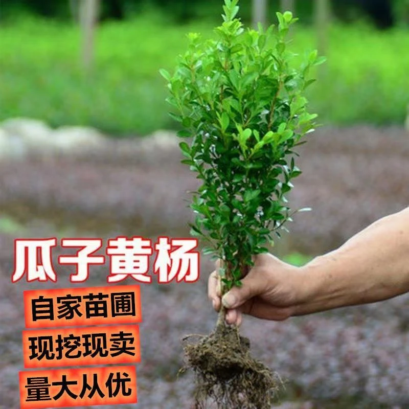 小叶瓜子黄杨苗耐寒耐旱四季不落叶南北方种植