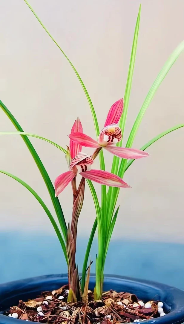 兰花春剑-小龙女.绿植，送植料+盆+肥料